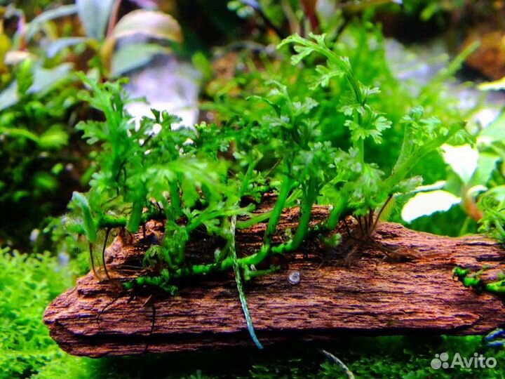 Болбитис карликовый (Bolbitis heteroclita difform