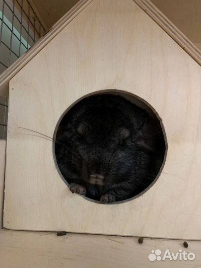 Шиншилла девочка