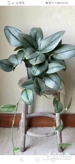 Сциндапсус мунлайт, Эпипремнум