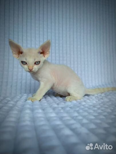 Девон-рекс малютки