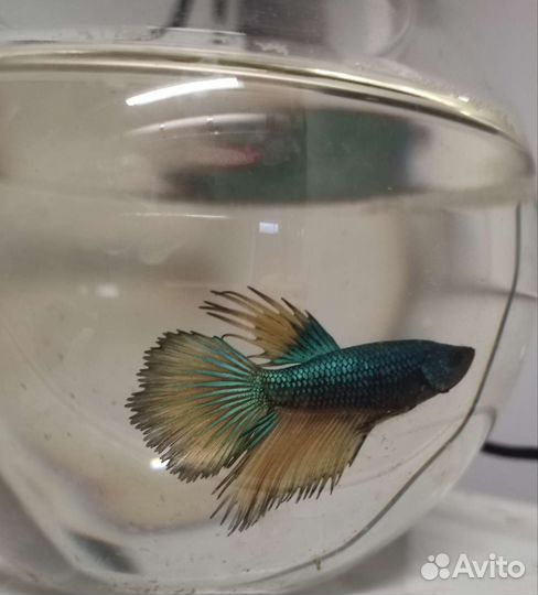 Рыбка петушок