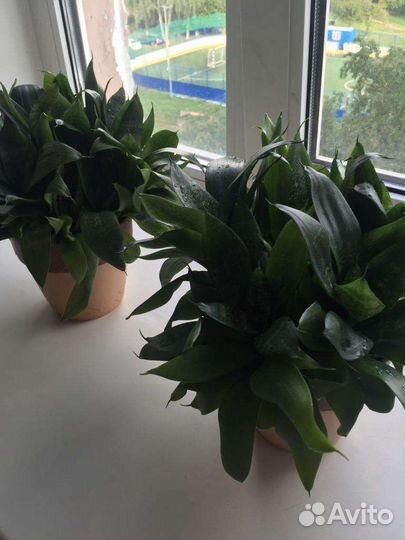 Сансевиерия