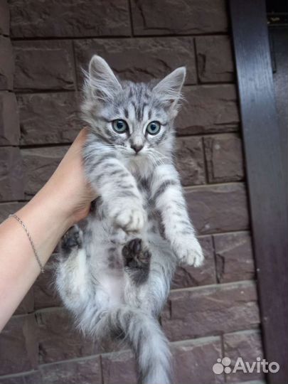 Кошки бесплатно