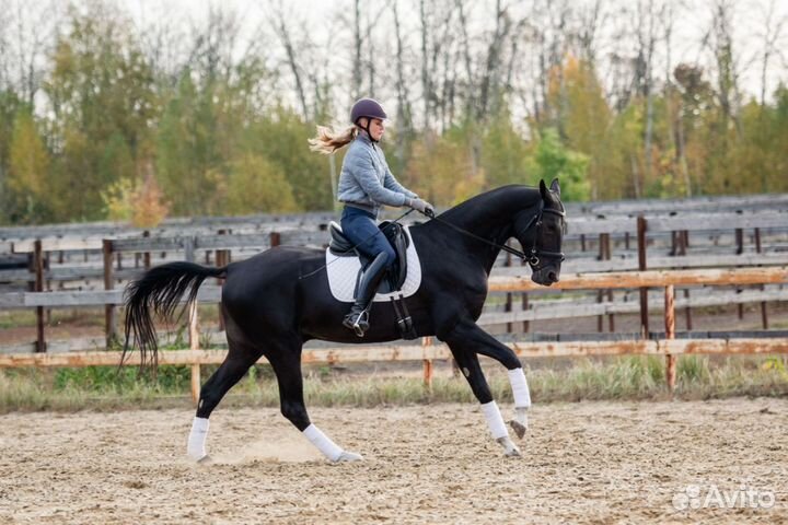 Ахалтекинский жеребец