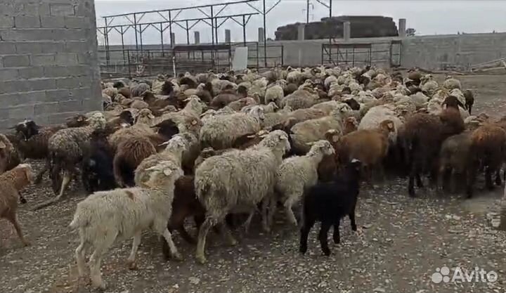 Продаются овцы