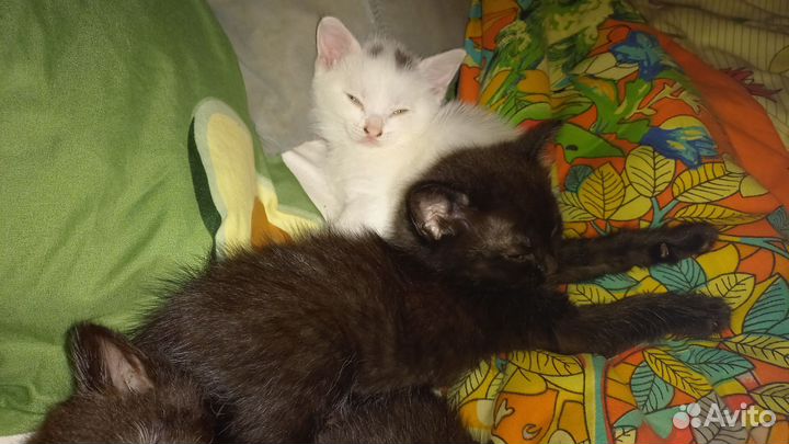 Котята в добрые руки