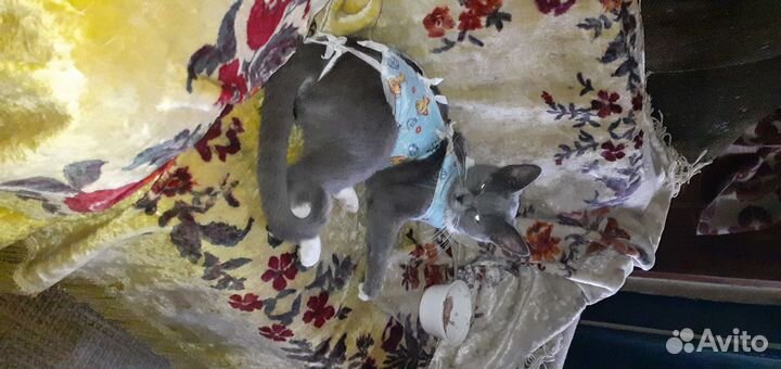 Кошки в добрые руки