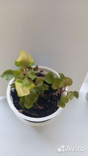 Комнатные цветы