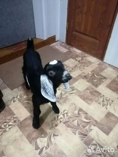 Продажа коз,козлят