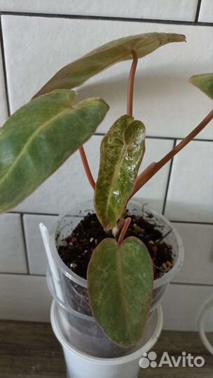 Филодендрон