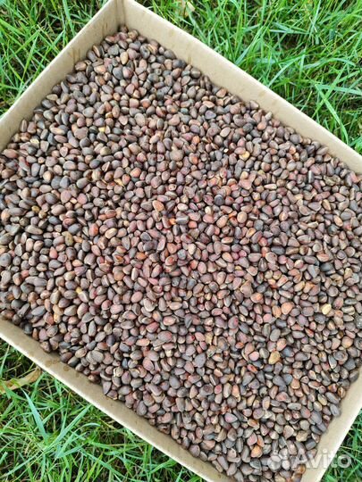 Орех кедровый