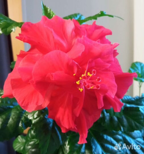 Комнатные растения цветы