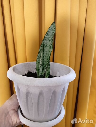 Сансевиерия