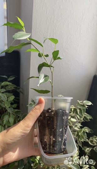 Фикус Бенджамина