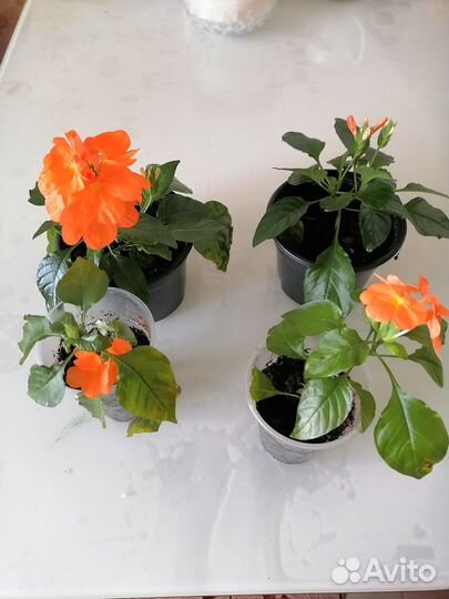 Комнатное растение-кроссандра