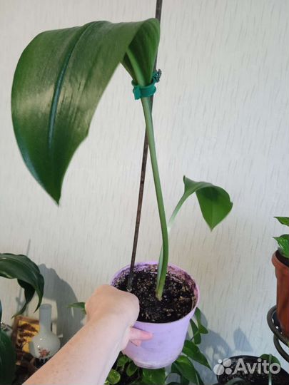 Эухарис амазонская лилия