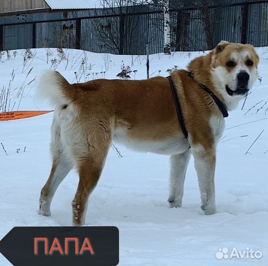 Алабай (сао). Щенки