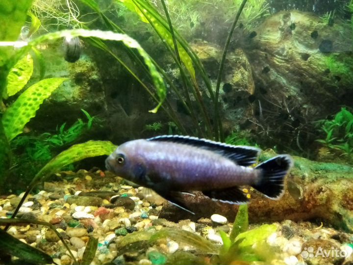 Рыба цыхлиды