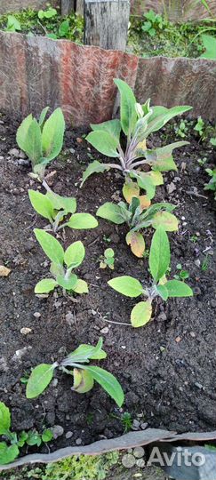 Многолетники садовые