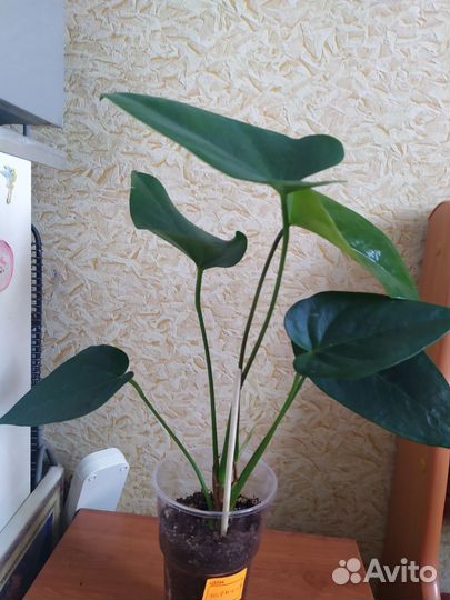 Антуриум(эссенция)