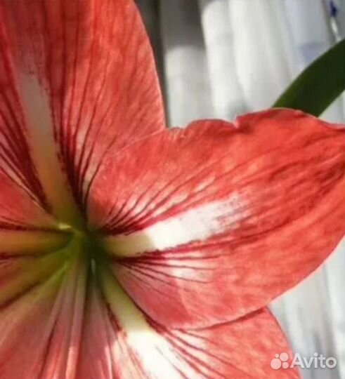 Амарилис (Гиппеаструм), лилия.Взрлслое растение