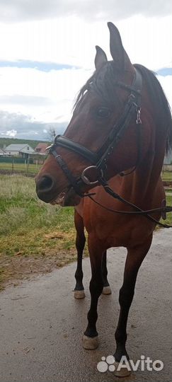Уздечка для лошади cob