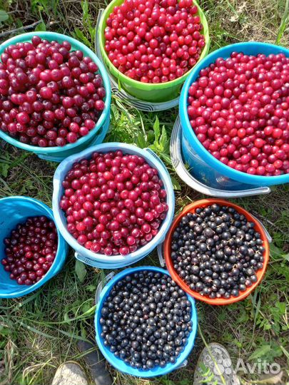 Домашнее варенье