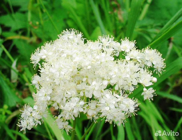 Лабазник (таволга)