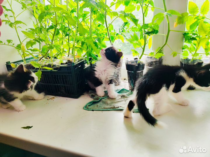 Котята пушистики