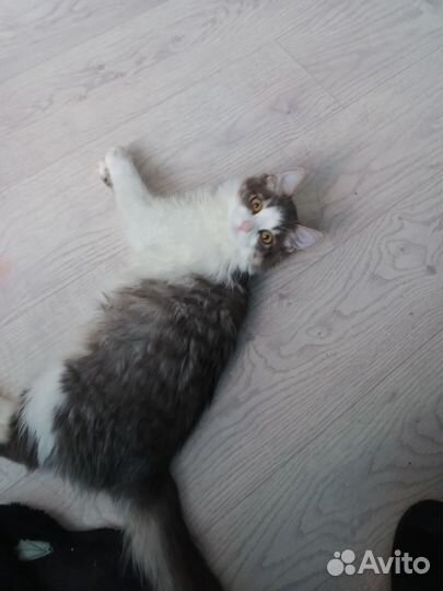 Кошечка в добрые руки