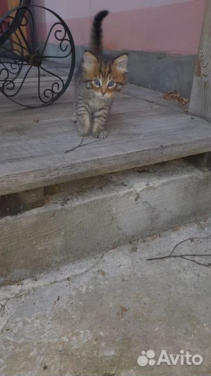 Отдам хорошенького котенка в добрые руки