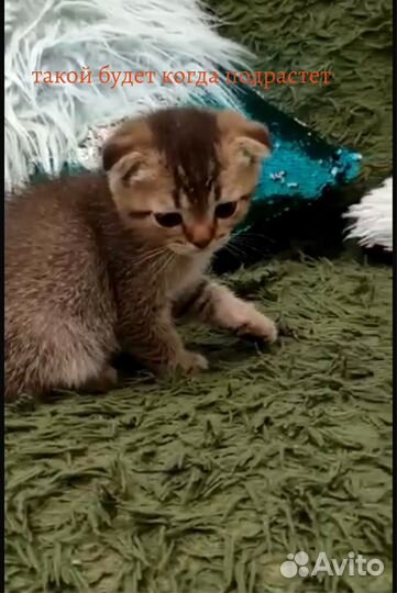 Шатланский вислоухие и прямоухие котята