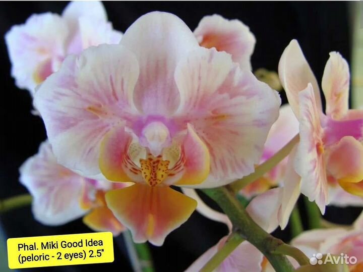 Орхидея Азия