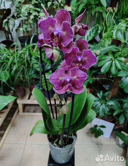 Орхидея Kimono бабочка/трилипс