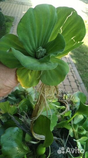 Пистия. Водный салат