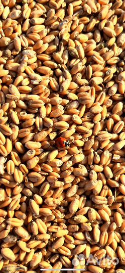 Пшеница,овёс,ячмень