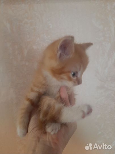 Кошка в дар бесплатно