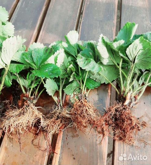 Клубника сортовая рассада