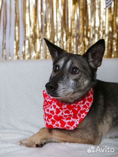 Кристофер-песель компактный и контактный ищет дом