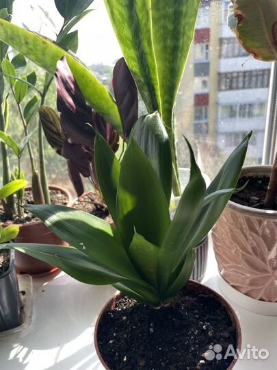 Сансевиерия Jade emerald green