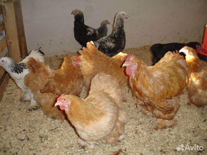 Кура на продажу