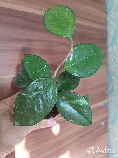 Хойи укорененные