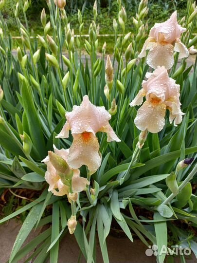 Ирисы бородатые сортовые
