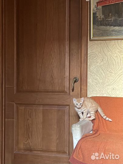 Котята в добрые руки даром