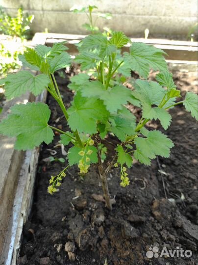 Саженцы смородины черной и красной