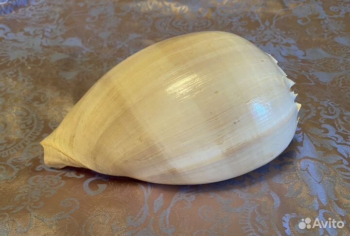 Старинная морская раковина Melo broderipii