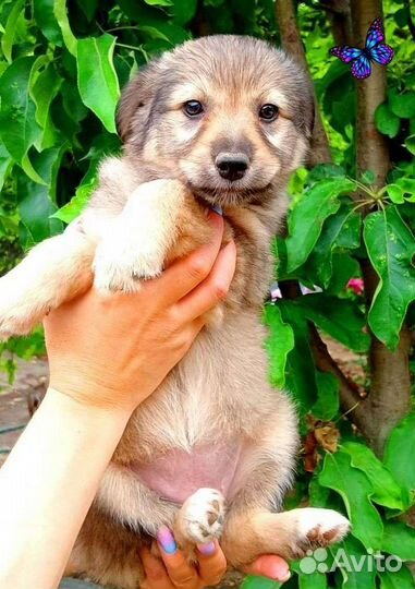 Щенки в добрые руки