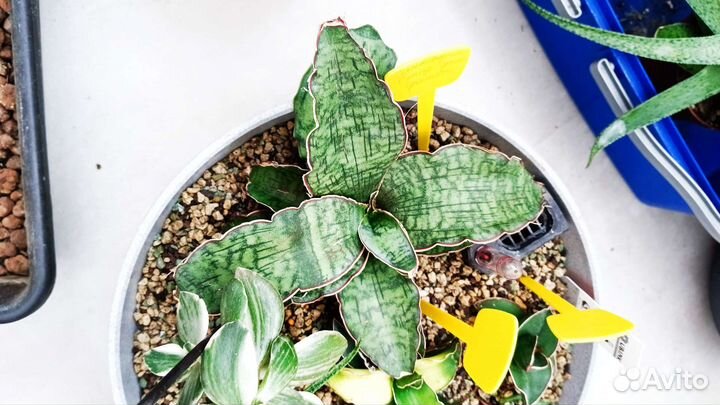 Сансевиерия Стар Грин Гранит