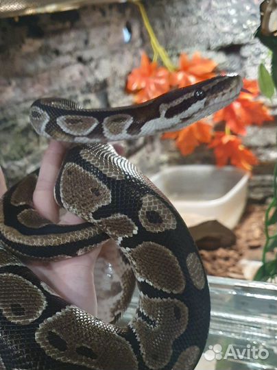 Передержка рептилий