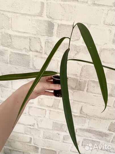 Фикус Али (Биннендийка)